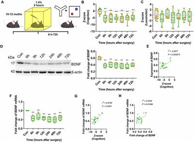 Histone H3K9 Trimethylation Downregulates the Expression of Brain-Derived Neurotrophic Factor in the Dorsal Hippocampus and Impairs Memory Formation During Anaesthesia and Surgery